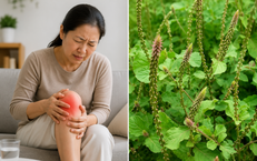 Thầy thuốc Đông y tiêu biểu: Hành trình nghề y và phương pháp điều trị của Lương y Phạm Đức Tuấn
