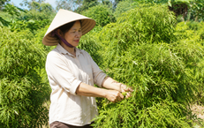Người Trên 50 Tuổi Nên Tránh Uống Trà Xanh Vào Thời Điểm Nào?