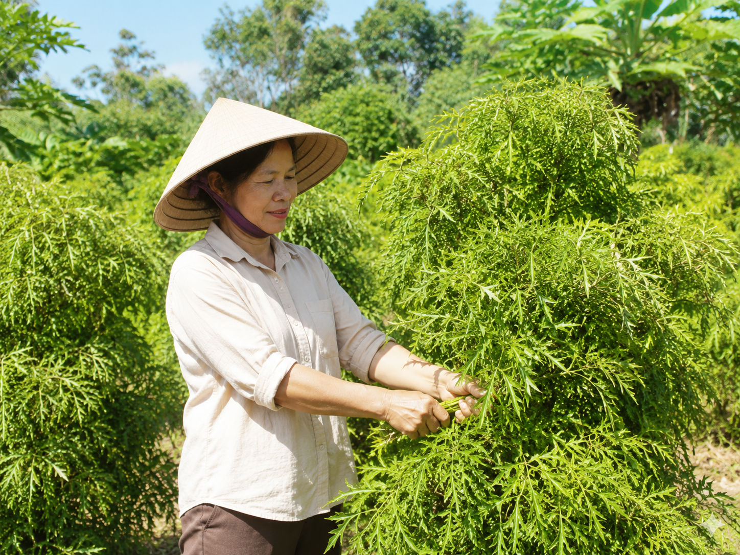 2-17859013707181241659777 Cách hái lá đinh lăng đúng chuẩn để giữ trọn dược tính - Ảnh 1.