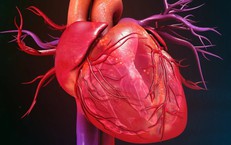 Khi mưa lớn và giông lốc quật ngã cây xanh: lời khuyên cho người dân Lâm Đồng và Đắk Lắk