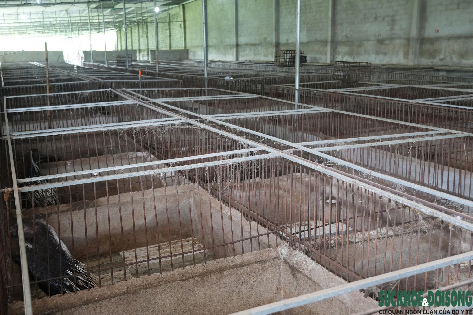 Đánh liều nuôi nhím, lão nông xứ Nghệ gây dựng đàn hơn 400 con, thu nửa tỷ đồng mỗi năm- Ảnh 2.