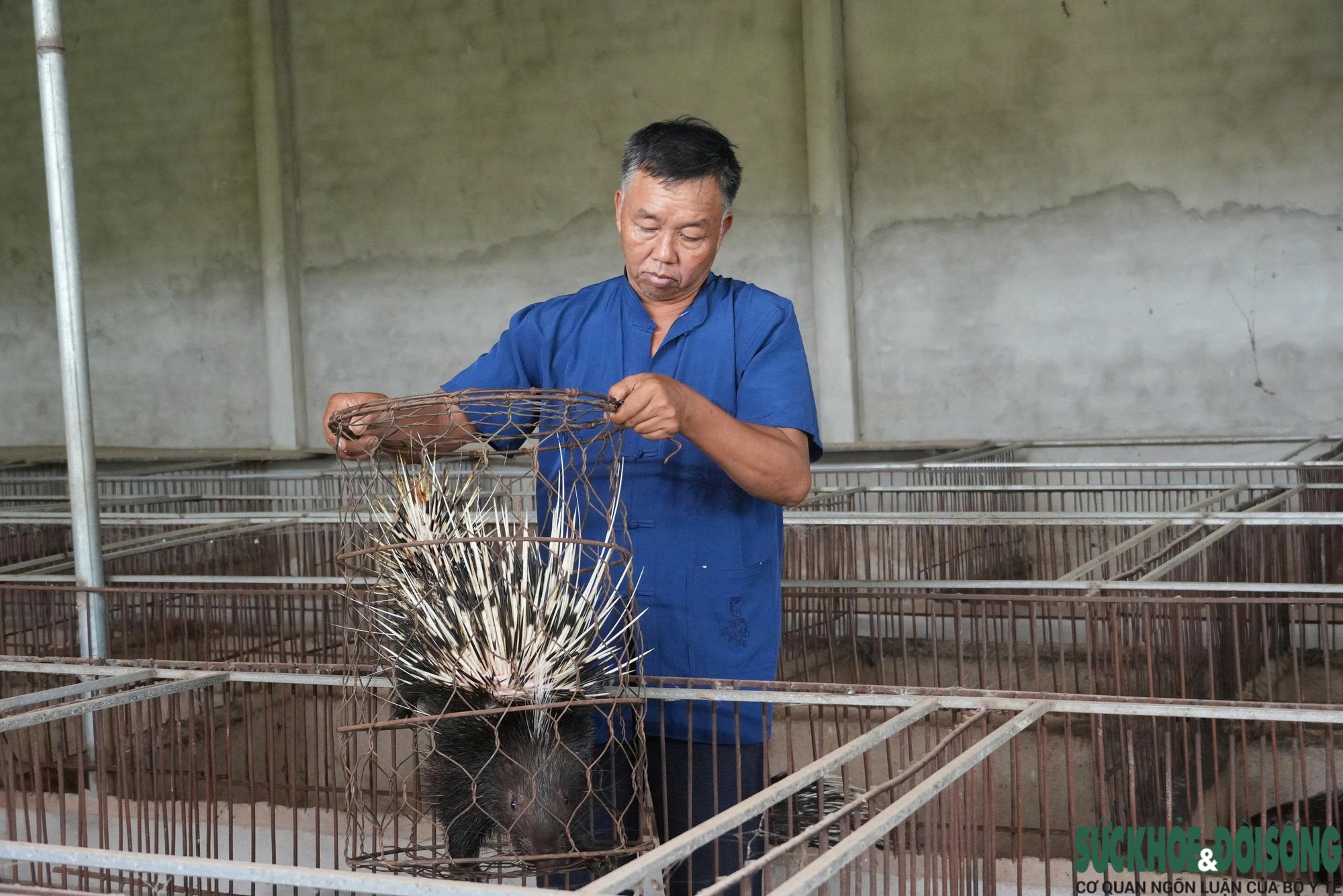 Đánh liều nuôi nhím, lão nông xứ Nghệ gây dựng đàn hơn 400 con, thu nửa tỷ đồng mỗi năm- Ảnh 3.