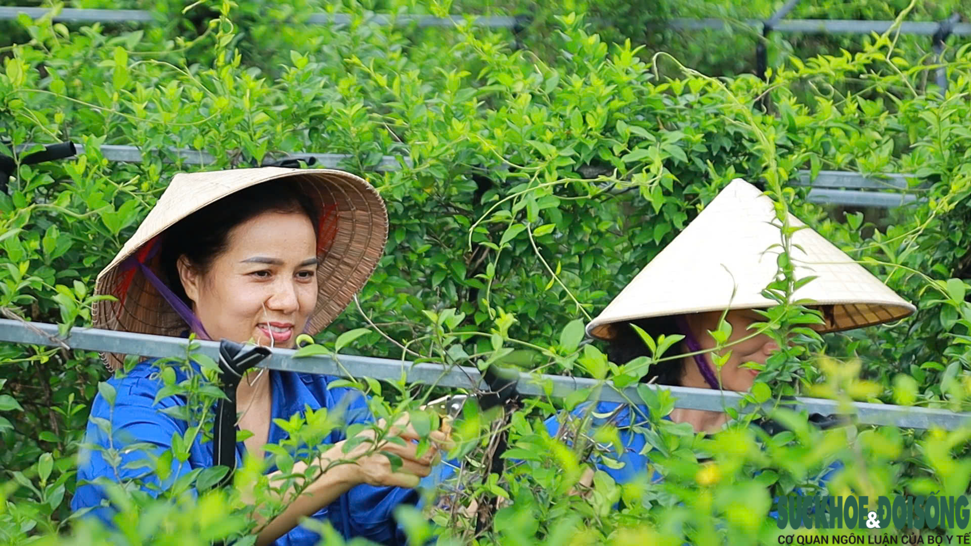 base64-17866731399191809019875 Nghệ An loay hoay nâng giá trị cây dược liệu- Ảnh 2.