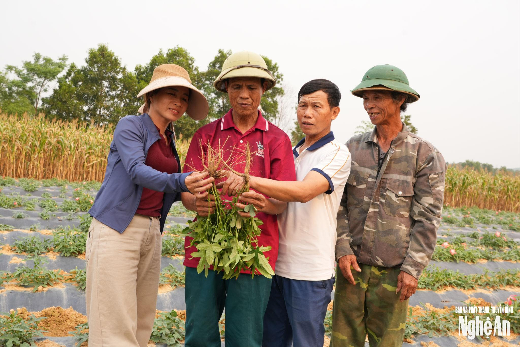 Thúc Đẩy Ngành Dược Liệu Nghệ An: Hướng Đi Bền Vững Để Phát Triển