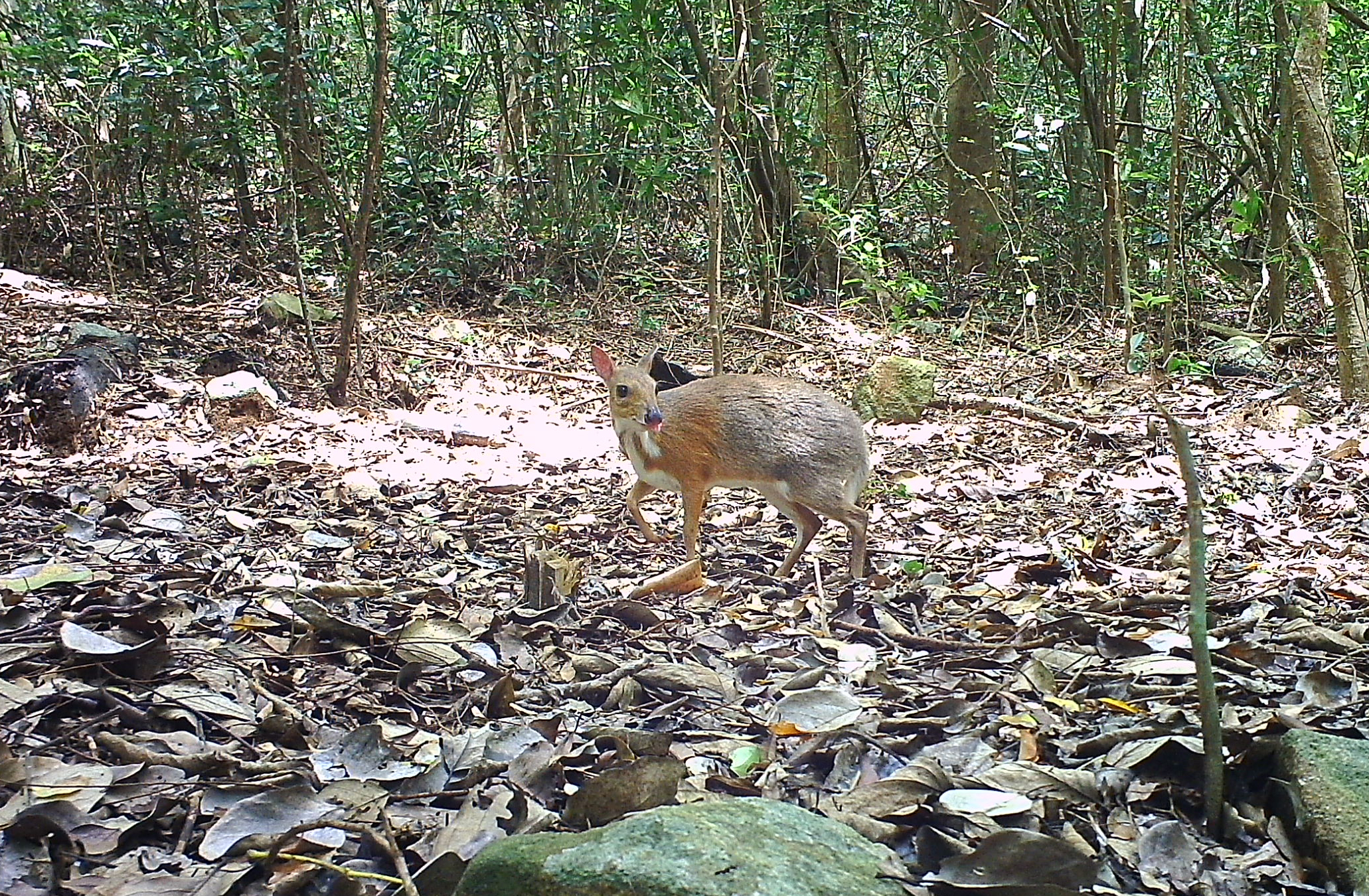edit-cheo-cheo-lung-bac-co-ten-khoa-hoc-la-silver-backed-chevrotain-duoc-ghi-nhan-xuat-hien-tai-vqg-nui-chua-17861655599321637789463 Khám Phá Những Loài Động Vật Quý Hiếm Tại Rừng Khánh Hòa - Ảnh 1.