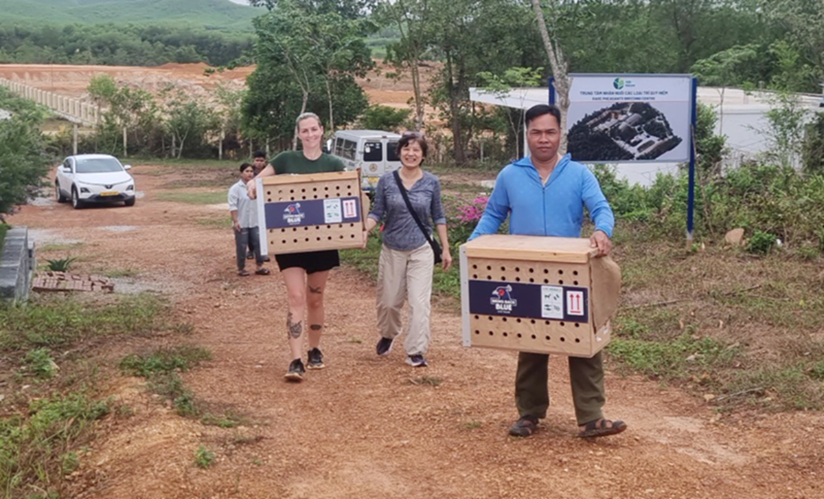 Gà Lôi Lam Mào Trắng - Hình 1