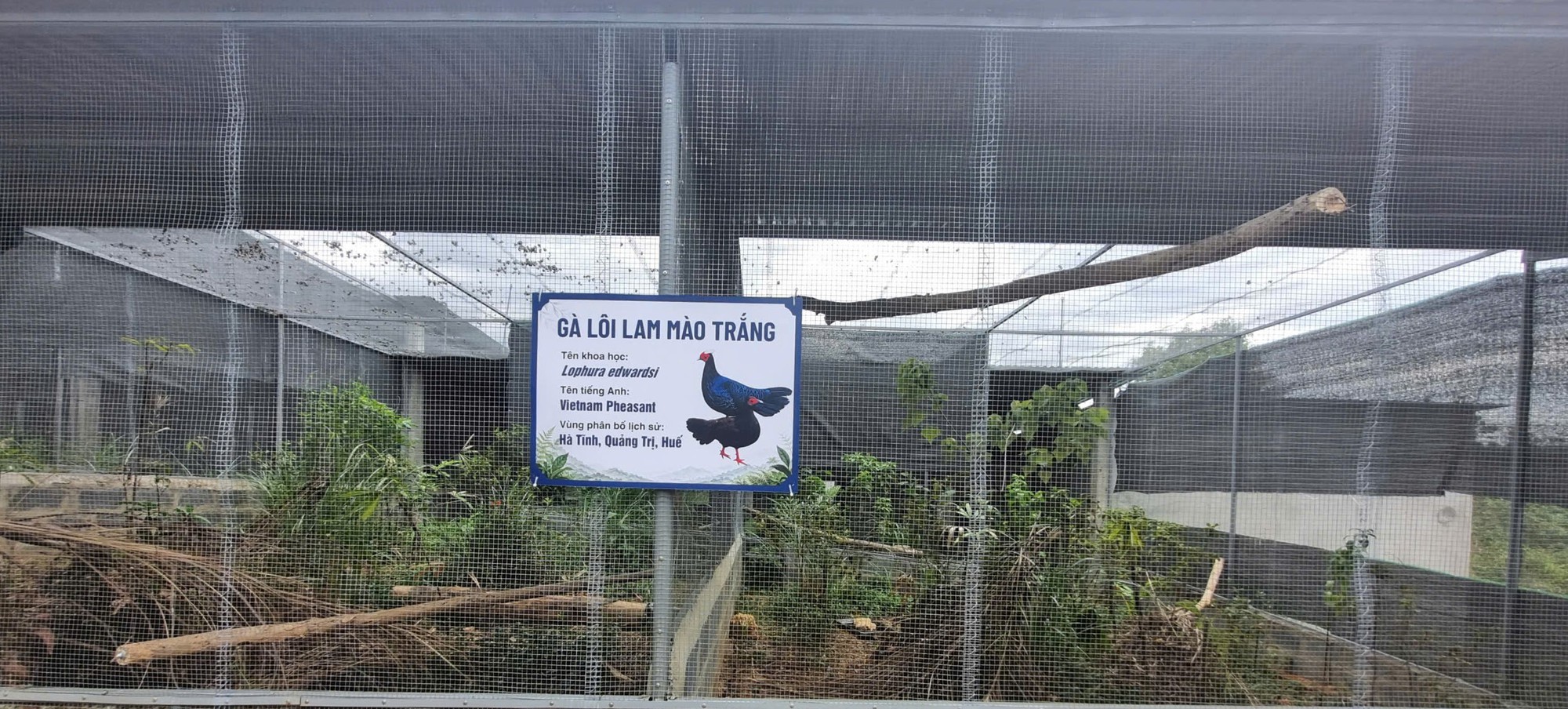 Gà Lôi Lam Mào Trắng - Hình 4
