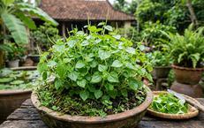 Khám Phá Sức Mạnh Cơ Đùi: Chìa Khóa Giúp Bạn Khỏe Mạnh Lâu Dài