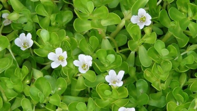 Khám Phá Rau Đắng Biển: Giải Pháp Tự Nhiên Cho Trí Nhớ Tốt Hơn