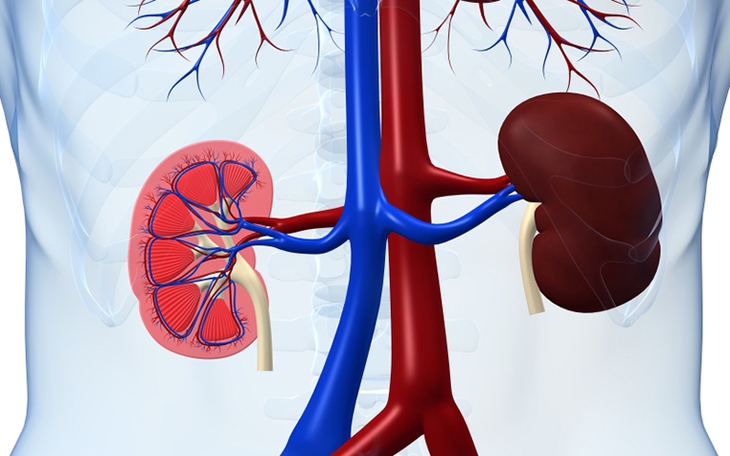 Cảnh Giác Về Viêm Cầu Thận: Triệu Chứng, Nguyên Nhân và Biện Pháp Phòng Ngừa - Ảnh 1.
