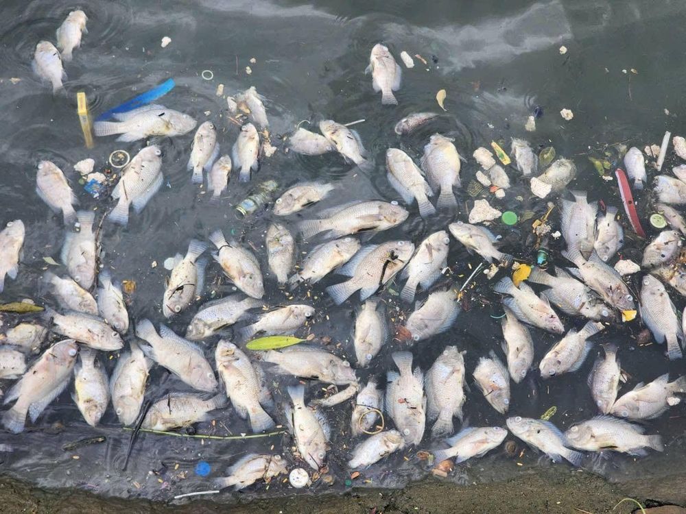 Cá chết hàng loạt ở hồ Bồng Sơn - Hà Tĩnh- Ảnh 1.