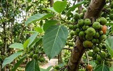 Khám Phá 9 Thói Quen Vàng Giúp Bạn Ngủ Ngon Hơn Và Cải Thiện Sức Khỏe Não Bộ